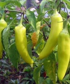 Alternative view of Banana Sweet Pepper Seeds